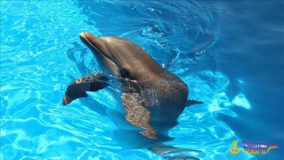 The Dolphin Show in Antalya from Kiris