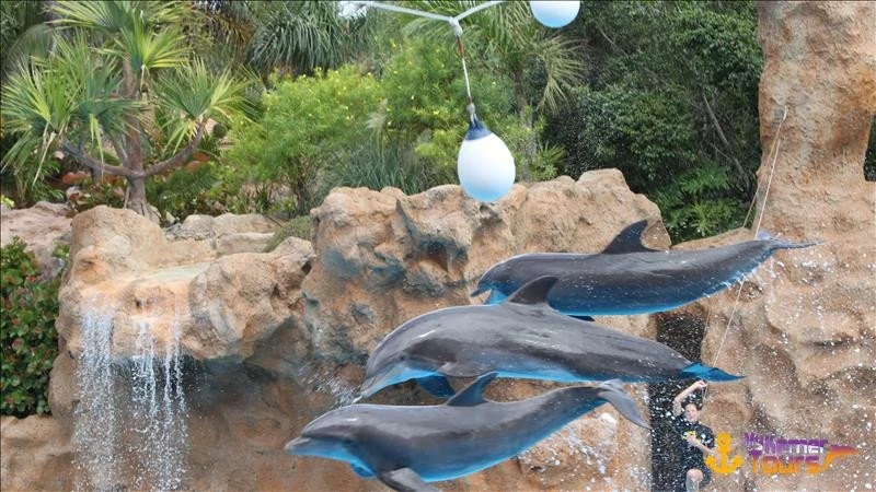 Dolphin park in Kemer